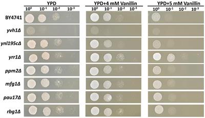 The Absence of the Transcription Factor Yrr1p, Identified from Comparative Genome Profiling, Increased <mark class="highlighted">Vanillin</mark> Tolerance Due to Enhancements of ABC Transporters Expressing, rRNA Processing and Ribosome Biogenesis in Saccharomyces cerevisiae